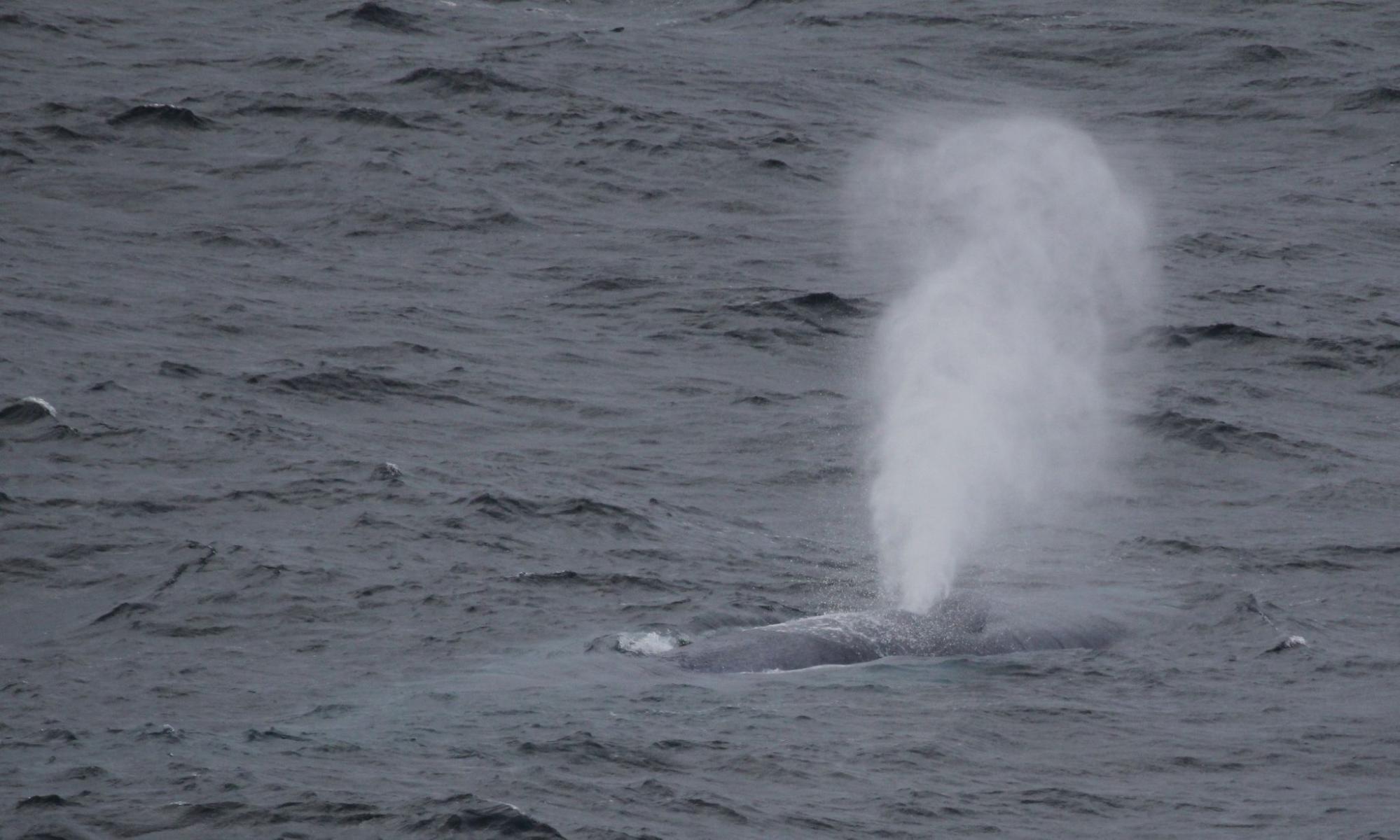 Blue whale