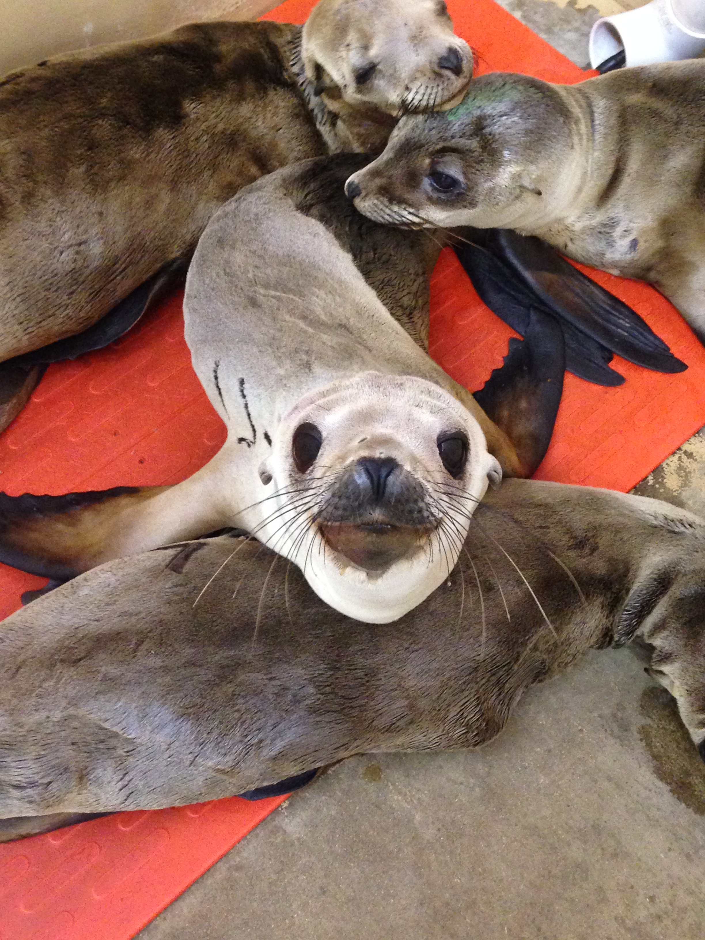 Unusual Mortality Event: Why are these California sea lion pups