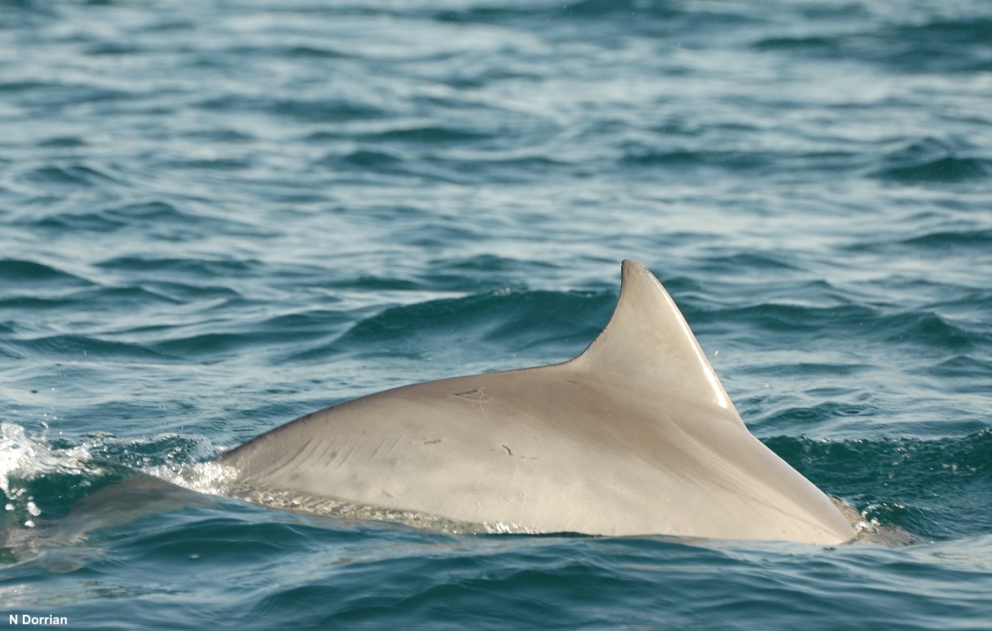 New Important Marine Mammal Areas (IMMAs) approved!